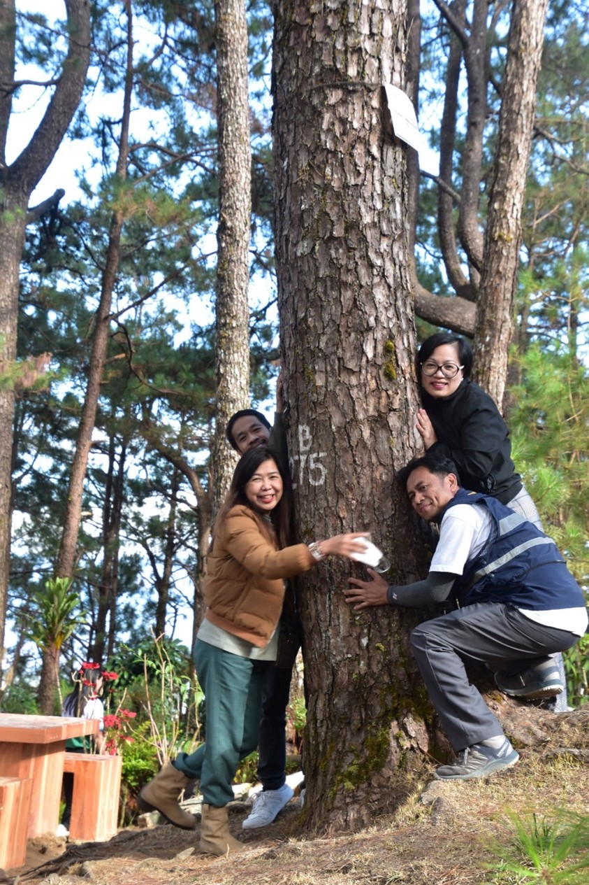 MSESDD tree hugging CAR