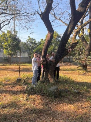 MSESDD tree hugging MIMAROPA